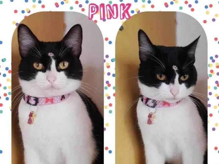 Gato raça  idade 2 anos nome Pink 