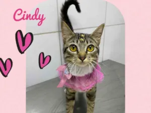 Gato raça  idade 2 a 6 meses nome Cindy 