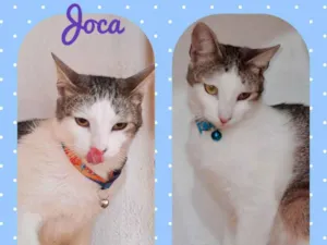 Gato raça  idade 7 a 11 meses nome Joca 