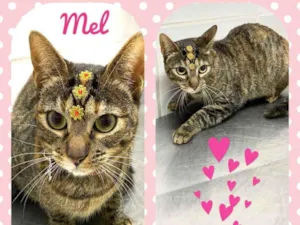 Gato raça  idade 7 a 11 meses nome Mel 