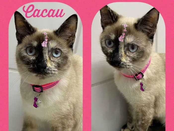 Gato raça  idade 7 a 11 meses nome Cacau 
