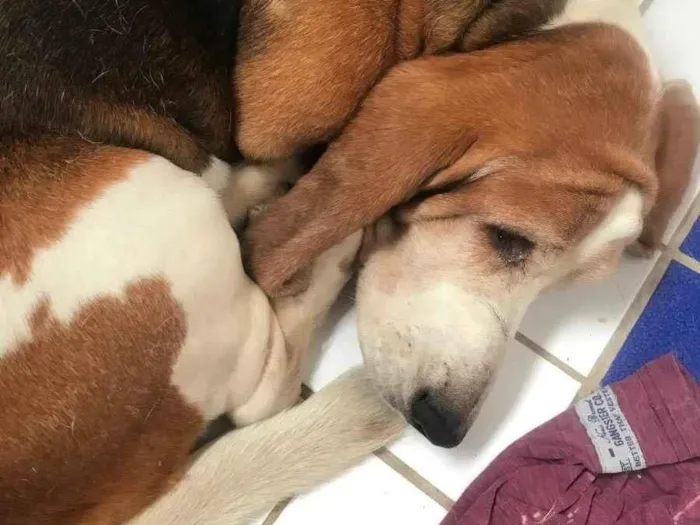 Cachorro ra a Basset houde  idade 5 anos nome Obama 