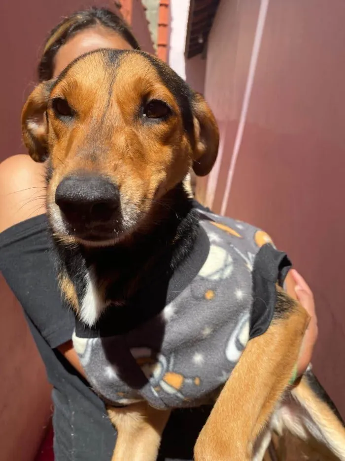 Cachorro ra a Srd idade 2 anos nome Gucci