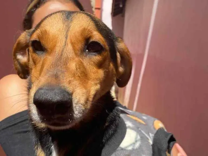 Cachorro ra a Srd idade 2 anos nome Gucci