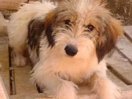 Cachorro ra a  idade 7 a 11 meses nome Safira