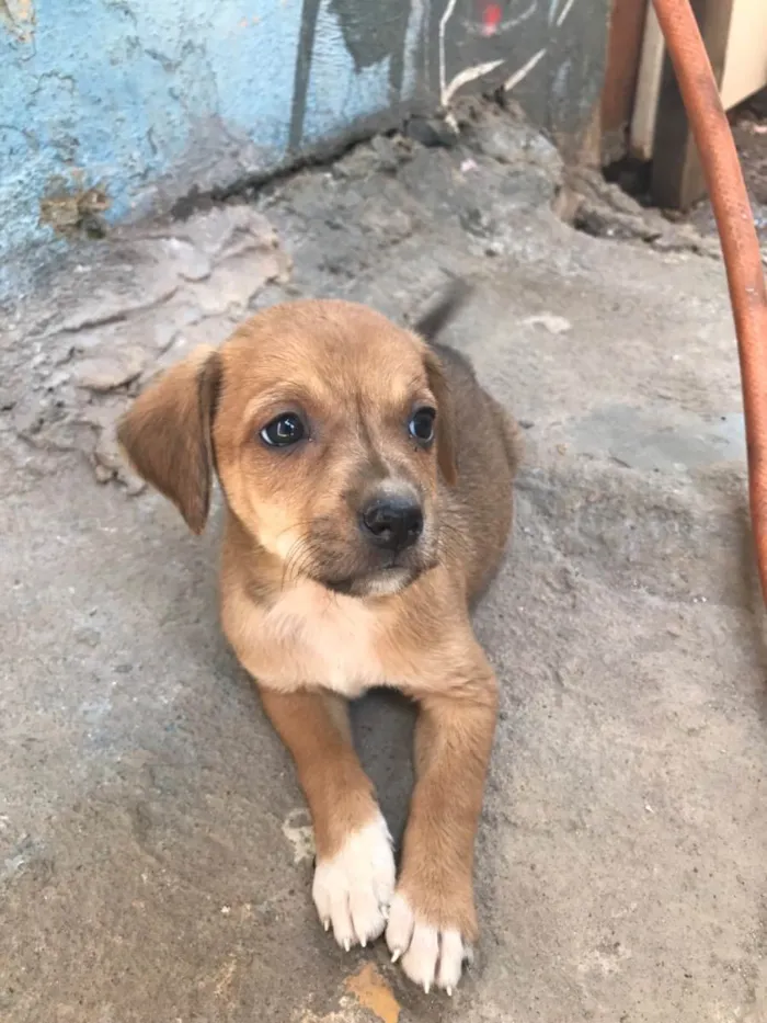 Cachorro ra a  idade Abaixo de 2 meses nome Sem nome 