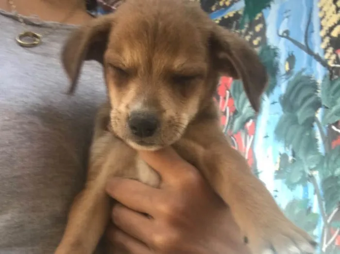 Cachorro ra a  idade Abaixo de 2 meses nome Sem nome 