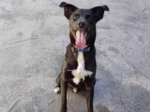 Cachorro raça Sem raça definida idade 7 a 11 meses nome Paçoca 