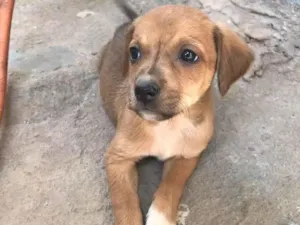 Cachorro raça  idade Abaixo de 2 meses nome Sem nome 