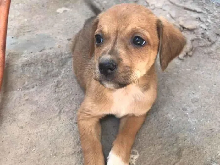 Cachorro ra a  idade Abaixo de 2 meses nome Sem nome 