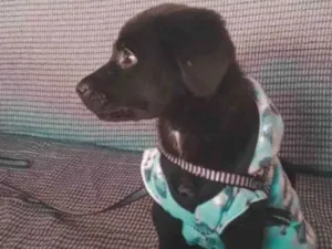 Cachorro raça Labrador  idade 2 a 6 meses nome Jorge