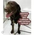 Cachorro raça Labrador  idade 1 ano nome Toddynho 