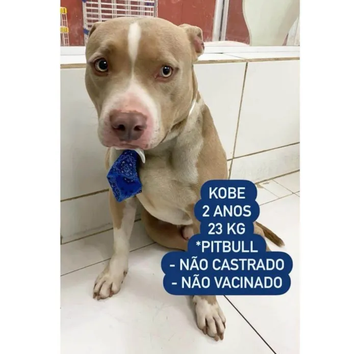 Cachorro raça Pitt Bull  idade 2 anos nome Kobe 