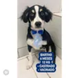 Cachorro raça  idade 2 a 6 meses nome Bartho 
