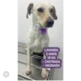 Cachorro raça  idade 2 anos nome Lavanda 