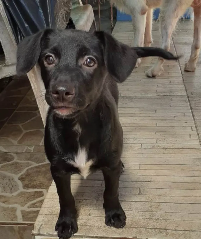 Cachorro ra a SRD idade 2 a 6 meses nome Chanel e Romeu
