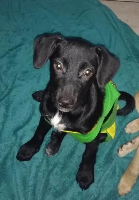 Cachorro ra a SRD idade 2 a 6 meses nome Chanel e Romeu