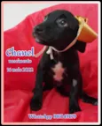 Chanel e Romeu