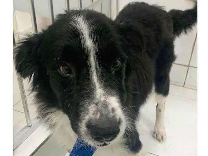 Cachorro raça Border Collie  idade 6 ou mais anos nome Celso 