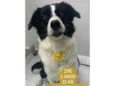Cachorro raça Border Collie  idade 2 anos nome Zoe 