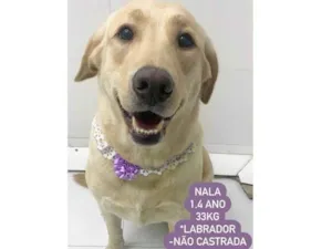 Cachorro raça Labrador  idade 1 ano nome Nala 