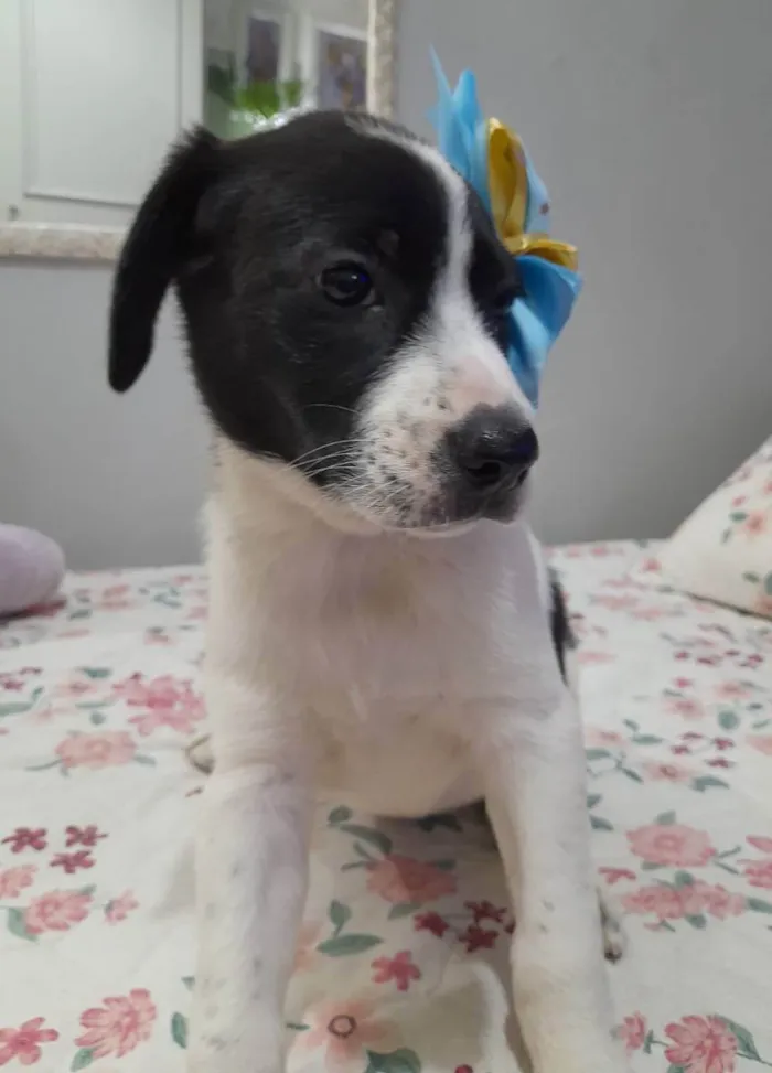Cachorro ra a SRD idade 2 a 6 meses nome Filhote 2 meses 