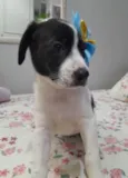 Filhote 2 meses