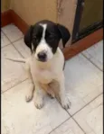 Filhote 2 meses
