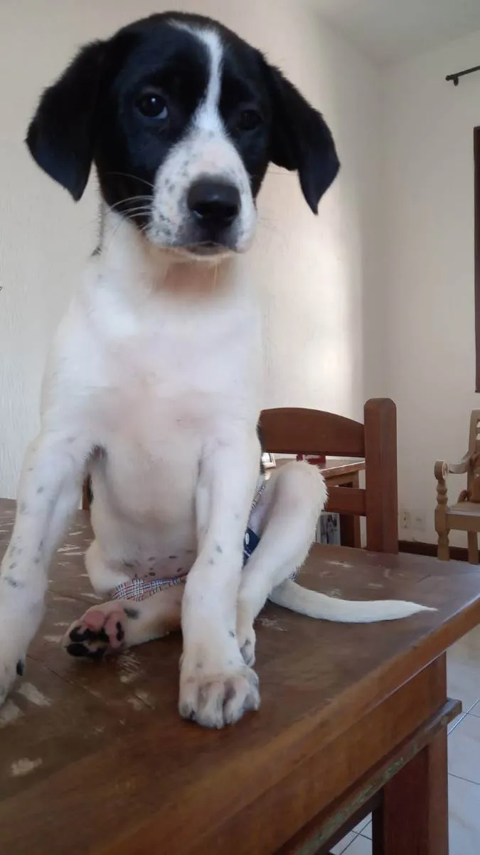 Cachorro ra a SRD idade 2 a 6 meses nome Filhote 2 meses 