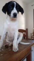 Filhote 2 meses