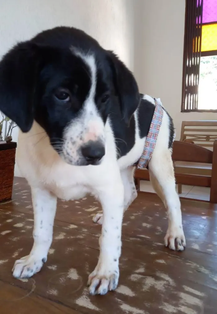 Cachorro ra a SRD idade 2 a 6 meses nome Filhote 2 meses 