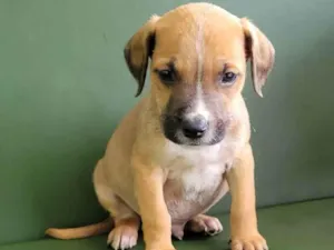 Cachorro raça Srd idade 2 a 6 meses nome Joe
