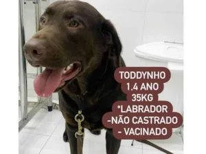 Cachorro raça Labrador  idade 1 ano nome Toddynho 