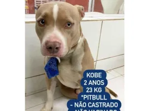 Cachorro raça Pitt Bull  idade 2 anos nome Kobe 