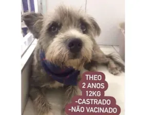 Cachorro raça  idade 2 anos nome Theo 