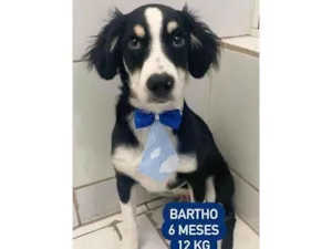 Cachorro raça  idade 2 a 6 meses nome Bartho 