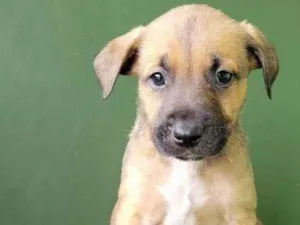 Cachorro raça Srd idade 2 a 6 meses nome JONNY