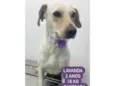 Cachorro raça  idade 2 anos nome Lavanda 