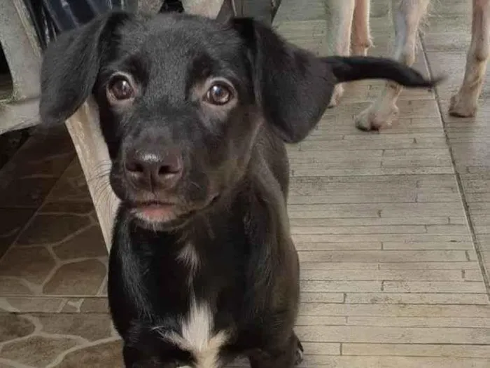 Cachorro ra a SRD idade 2 a 6 meses nome Chanel e Romeu