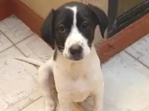 Cachorro raça SRD idade 2 a 6 meses nome Filhote 2 meses 