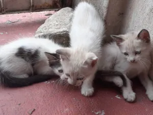 Gato raça Filhotes siamês  idade 2 a 6 meses nome Sem nome 