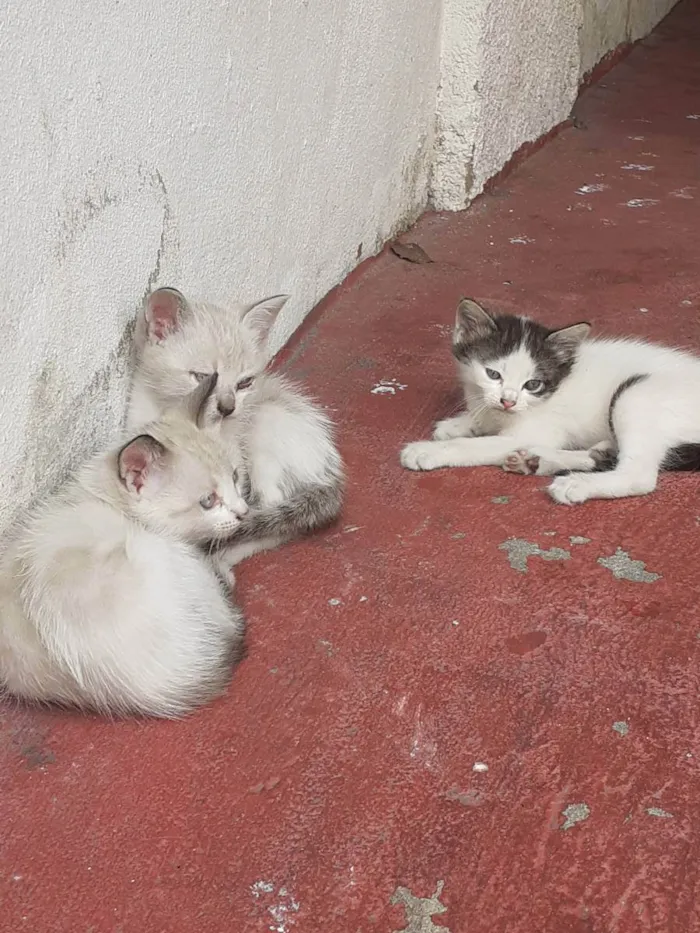 Gato ra a Filhotes siamês  idade 2 a 6 meses nome Sem nome 