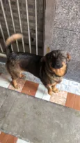 Cachorro raça Srd idade 1 ano nome Sky