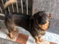 Cachorro raça Srd idade 1 ano nome Sky