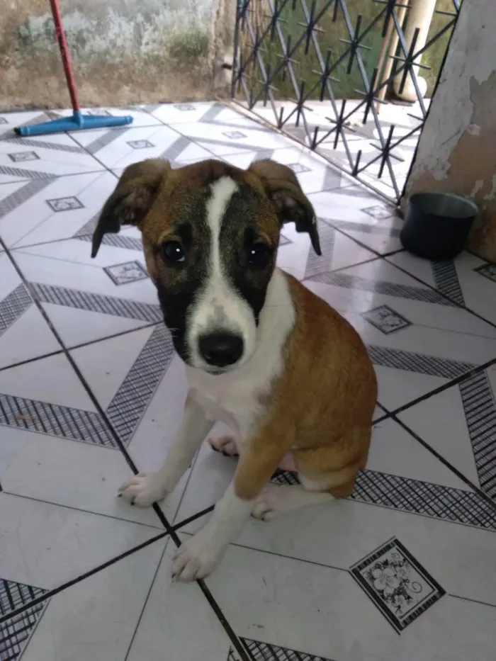 Cachorro raça Srd idade 2 a 6 meses nome Cacau