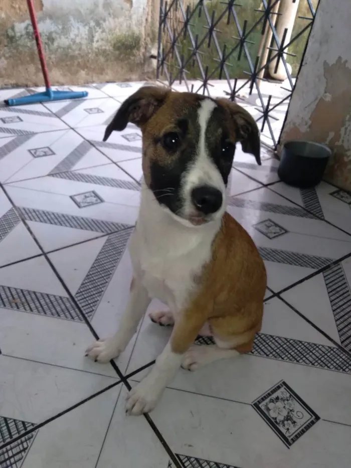 Cachorro raça Srd idade 2 a 6 meses nome Cacau