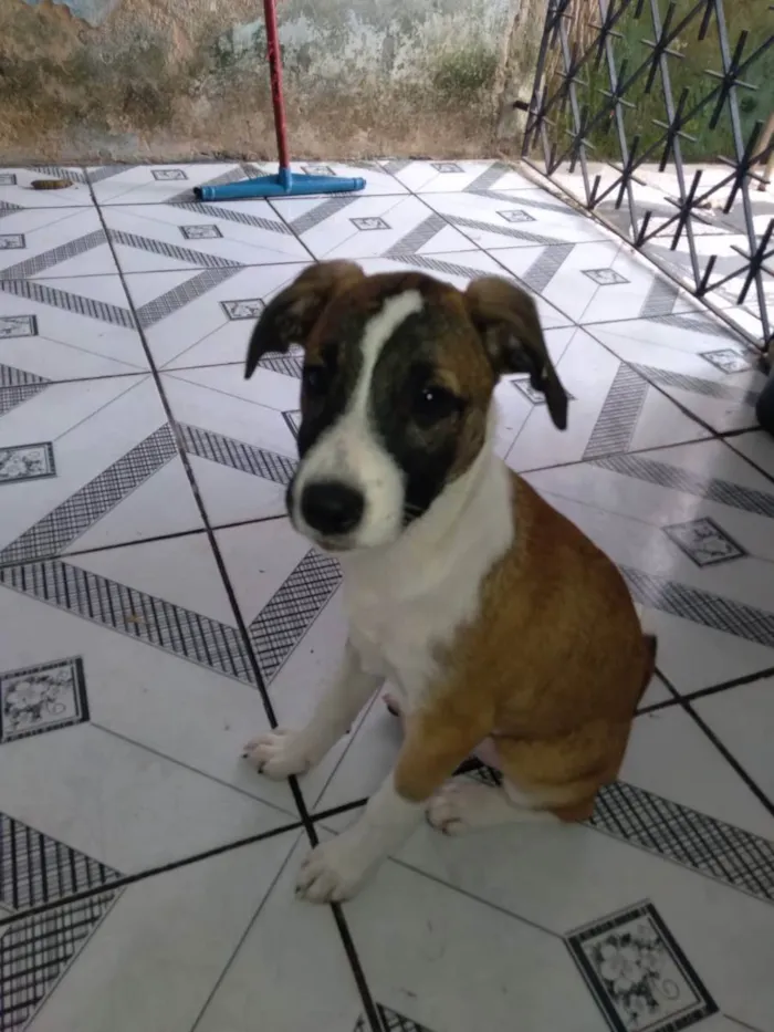 Cachorro raça Srd idade 2 a 6 meses nome Cacau