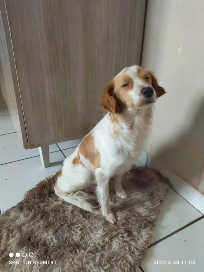 Cachorro ra a Não sei mais ela é peluda  idade 1 ano nome Chiquinha 