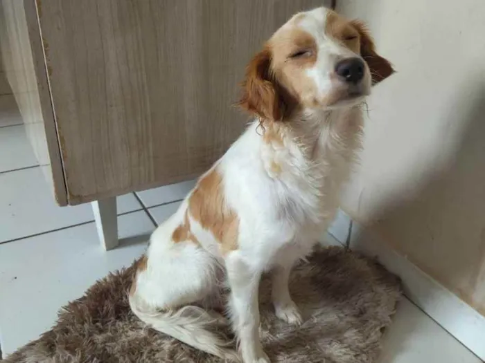 Cachorro ra a Não sei mais ela é peluda  idade 1 ano nome Chiquinha 