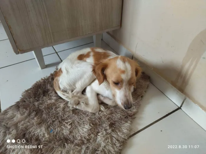 Cachorro ra a Não sei mais ela é peluda  idade 1 ano nome Chiquinha 